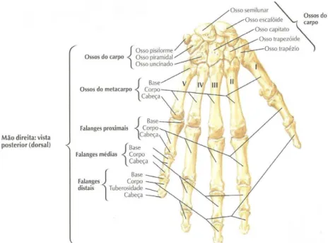 Figura 5 - Ossos do punho e da mão. Vista posterior (dorsal) (Netter, 2008).