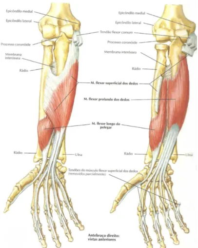 Figura 6 - Músculos individualizados do antebraço: Flexores dos dedos (Netter, 2008).