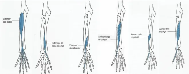 Figura 8 – Músculos extrínsecos que abrem a mão (Behnke &amp; de Albernaz, 2004).
