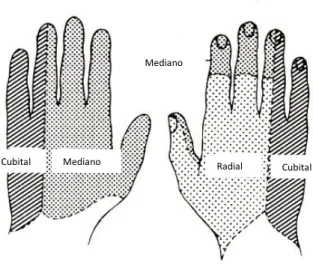 Figura 11 – Inervação Cutânea do nervo cubital, mediano e radial. Vista anterior (palmar) e vista  posterior (dorsal) (adaptado de Erazo &amp; Pires, 1996).