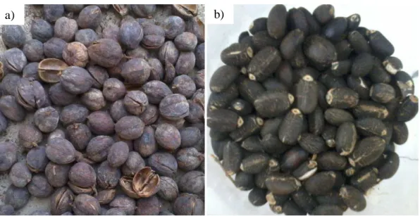 Figura 9. a) Fruto seco de pinhão manso; b) Semente de pinhão manso. 
