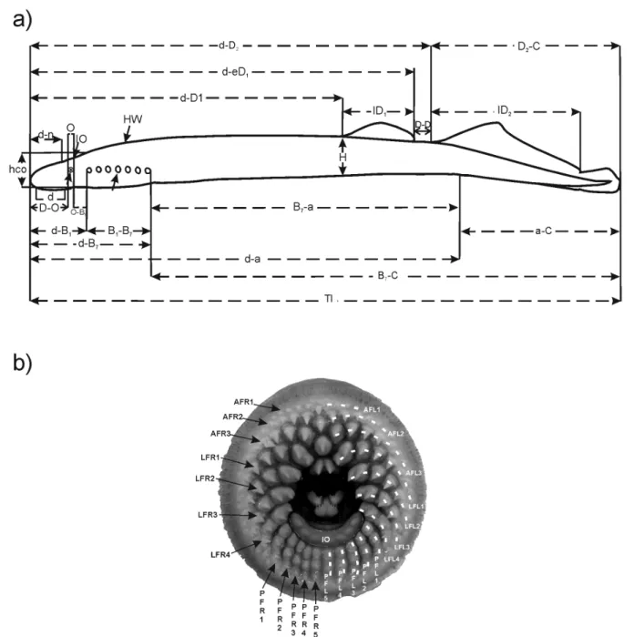 Figure 2. Schematic representation of the morphological features recorded for the analysis of geographic variation of sea lamprey in Portugal