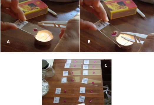 Figure 10 - Prepararation of the slides (A and B). Some of the slides (C). 