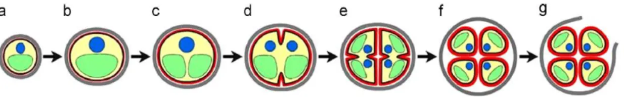 Figure 6 – Reproduction phases of genus  Chlorella  sp: a. early cell-growth phase; b