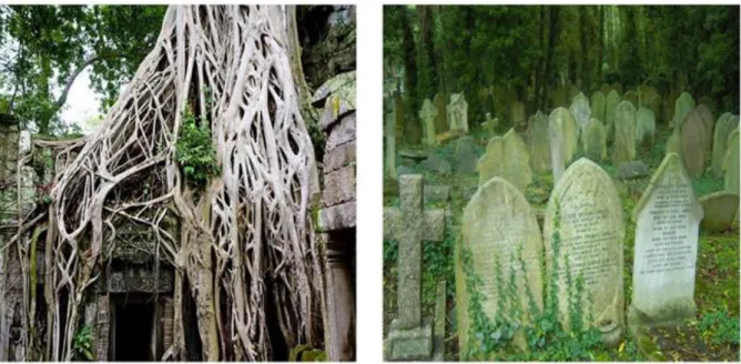 Figure 1. 8:  Macroorganisms – Trees and Mosses act as agents of deterioration (Adapted from: 