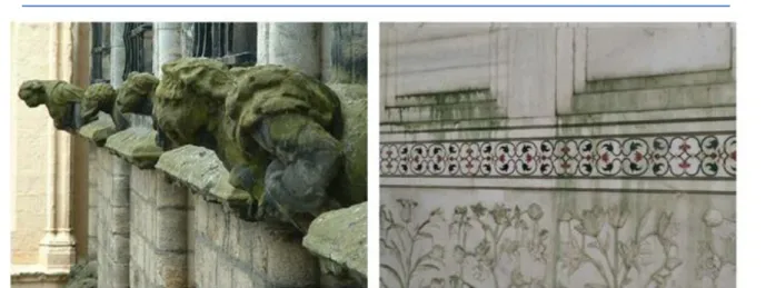 Figure 1. 10: Algae on exterior wall due to water leakage and humidity (Adapted from: http://www4.rgu.ac.uk,  http://www.lefigaro.fr)