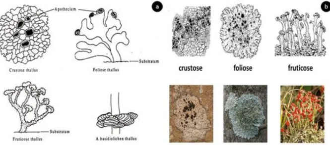 Figure 1. 12: a) Lichen thallus b) Different types of lichens (Adapted from: www.biologydiscussion.com,  www.ohioplants.org)