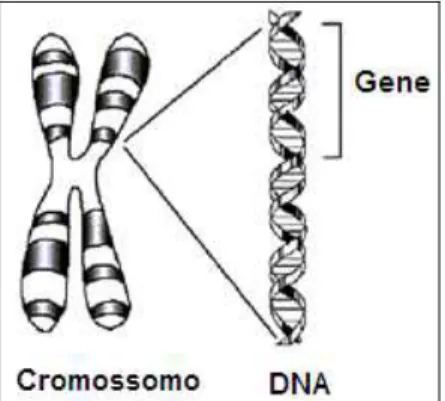 Figura 3 Esquema mostrando a relação entre cromossomo, gene e DNA, adaptada de  Predictive (2003)