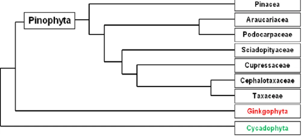 Fig. 1 - A schematic representation of the Pinophyta phylogeny (from Quinn and Price 2003)