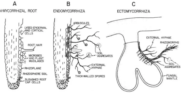 Fig.  6  -  Morphological  changes  in  roots  as  they  become  mycorrhizal  and  the  effects  of  those  changes on the development of a mycorrhizosphere