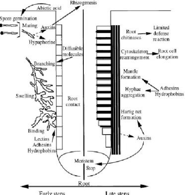 Fig. 7 - Schematic representation of ectomycorrhizal development. Morphological events taking  place during early (left) and late (right) stages of Ectomycorrhizal formation are indicated (from  Baker et al