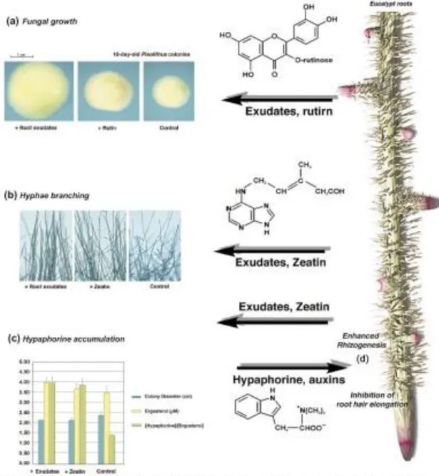 Fig.  10  -  The  molecular  cross-talk  taking  place  in  the  rhizosphere  of  Eucalyptus  globulus  colonized  by  Pisolithus