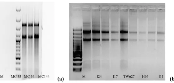 Figura 2  –  Electroforese em gel de agarose de amostras de ARN total extraído com o protocolo de extracção manual de fenol-clorofórmio (a) e de acordo com o kit comercial RNeasy   Midi   Kit  (b),  de   estirpes   clínicas   de  C