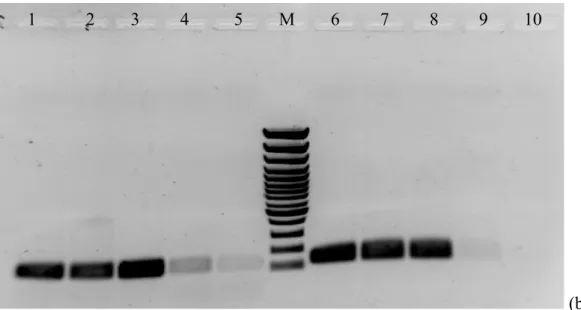 Figura 7c  –  Produtos de PCR amplificados por PCR em Tempo Real  para os genes MDR1 (1, 2, 3) e ERG11 (6, 7, 8), usando 3 estirpes controlo da colecção do Dr