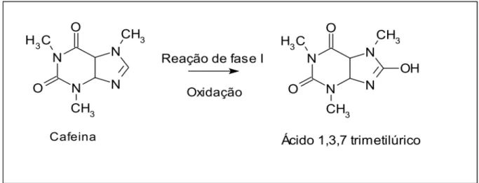 Figura 1.1 Oxidação da Cafeína. Reação de fase I. (adaptada de BARREIRO et al,  1996) 