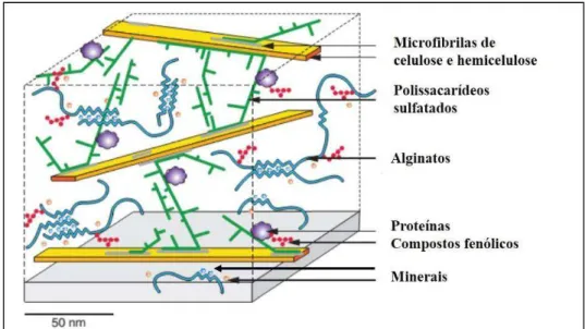 Figura 01. Modelo hipotético da organização das paredes celulares de algas  marrons  da  ordem  Fucales