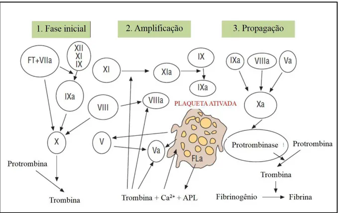 Figura 04. Fases da coagulação de acordo com o novo modelo de coagulação. APL: fosfolipídeos  ácidos; Ca 2+ : cálcio; FT: fator tecidual