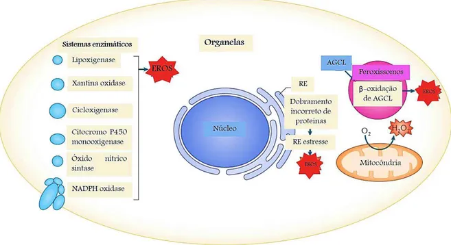 Figura 05. Produção intracelular de espécies reativas do oxigênio (EROs). Várias organelas dentro  da célula podem produzir EROs