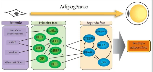 Figura 07. Esquema da cascata dos fatores de transcrição reguladores da adipogênese.  Os fatores indutores de adipogênese levam à ativação de fatores transcricionais que são ativados  em um primeiro momento (primeira fase), os quais em conjunto induzem a a