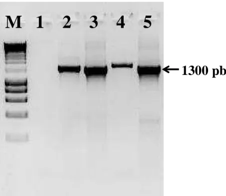 Figura 08: Gel de eletroforese em agarose 1,5% da PCR  Leishmania-hsp70. 