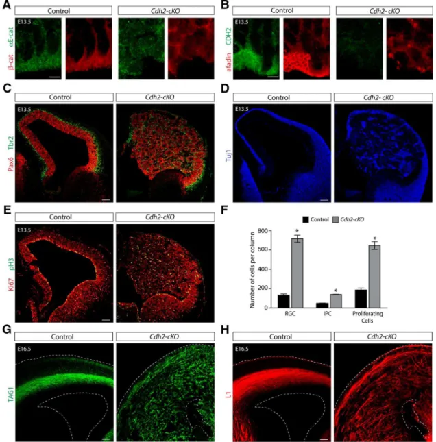 Figure 7. Disruption of adherens junctions and massively increased proliferation in the neocortex of Cdh2-cKO mice