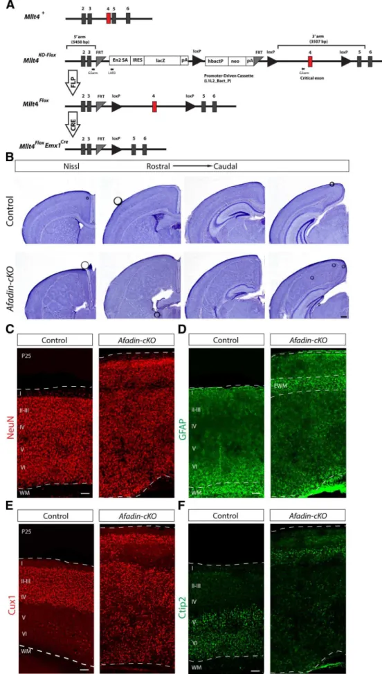 Figure 1. Afadin deletion from cortical progenitors causes SBH or double cortex. A, Afadin-cKO generation