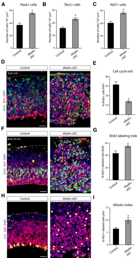 Figure 5. Increased proliferation of cortical progenitor cells in Afadin-cKO mice. A, Quantification (mean ⫾ SEM) of the number of RGCs (Pax6 ⫹ cells) in control and Afadin-cKO mice at E13.5