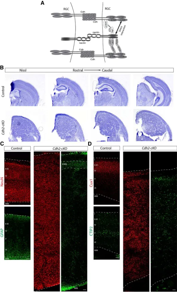 Figure 6. Cdh2deletion in the cortical progenitors causes severe cortical lamination defects