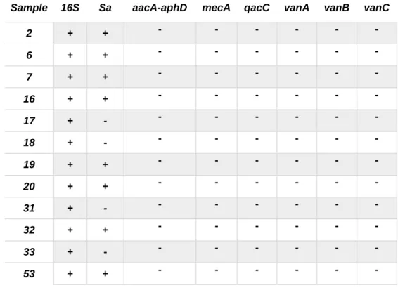 Table  3.1.1  -  Results  of PCR  amplification for  isolate  identification (16S  and  Sa)  and  resistances  identification  (aacA- (aacA-aphD, mecA, qacC, vanA, vanB and vanC)