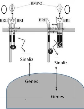 Figura 2. A: Sinalização canônica da BMP através da Smad; B: Oligomerização do receptor  tipo I e posterior ligação com o receptor tipo II induzindo a via p38 
