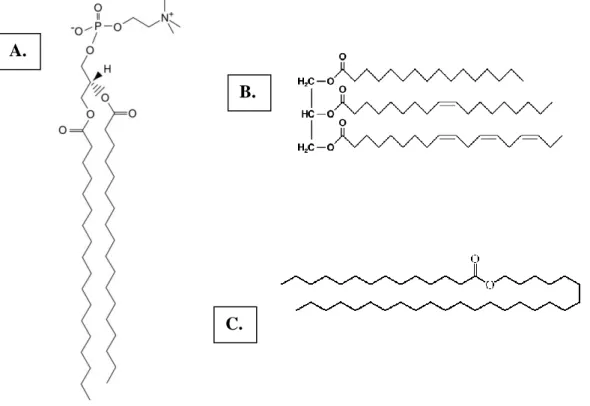 Illustration 3. Distinct types of fatty acid–containing compounds. A. The structure of  phosphatidylcholine (glycerolphosphate-based lipid), a phospholipid based on a glycerol backbone 
