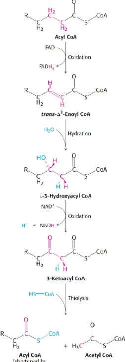 Illustration 10. β-oxidation involves 4  main steps: oxidation, hydration, oxidation 