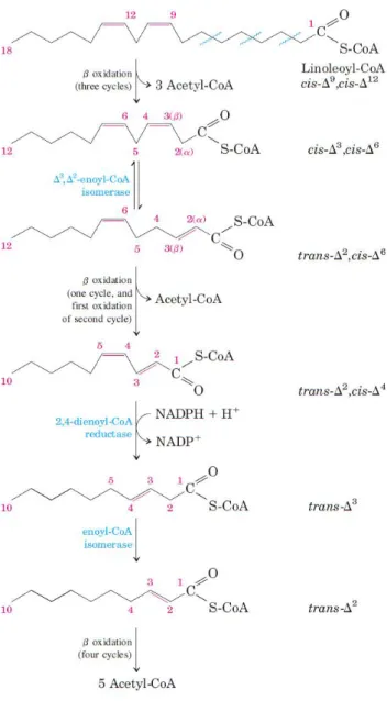 Illustration 13. The full oxidation of a polyunsaturated fatty acid involves the action of an  isomerase and a reductase