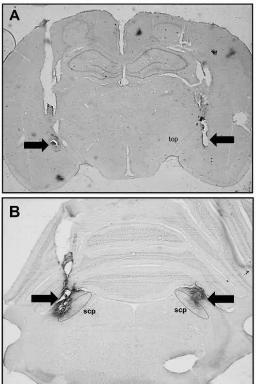 Figura  1.  A)  Fotomicrografia  de  um  corte  transversal  do  encefalo  de  um  animal  representativo  dos  grupos  testados  mostrando  os  sitios  de  injeção  no  CeA  (indicados  pelas  setas) e trato  optico (top), e  B) Fotomicrografia  de  um  c