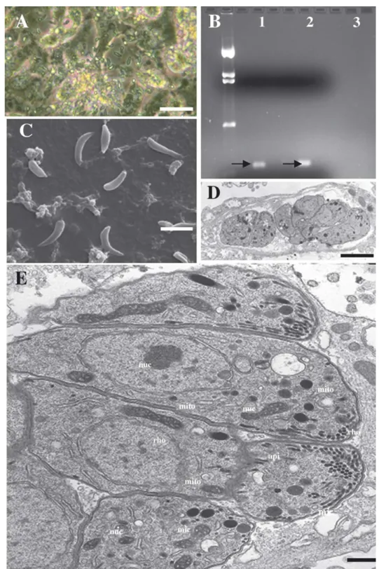 Fig. 2. In vitro culture of B. besnoiti. (A) Phase contrast micrograph of B. besnoiti in Vero cells, with tachyzoites emanating from host cells