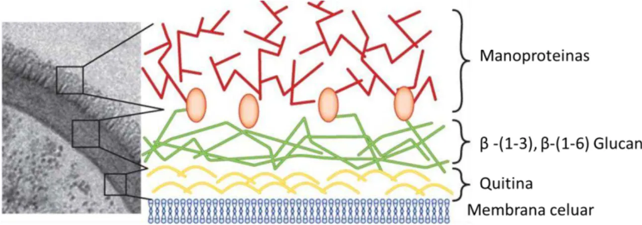 FIGURA 1.5 - Micrografia eletrônica da parede celular do fungo ( Candida albicans ) , com  camadas  ricas  em  carboidratos  da  parede  celular  fúngica  em  destaque:  manoproteinas  (glicoproteinas+ Manoses ) , β  -glucana e quitina 60 