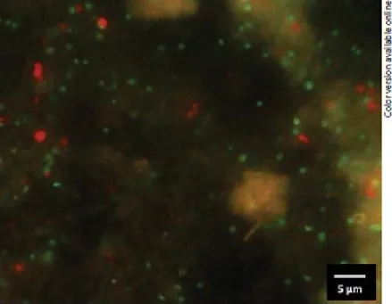 Fig.  2.  Epifluorescence  microscopy  image  of  a  multiplex  experiment  performed  on  the  Hawaii-05 showing the two lineages