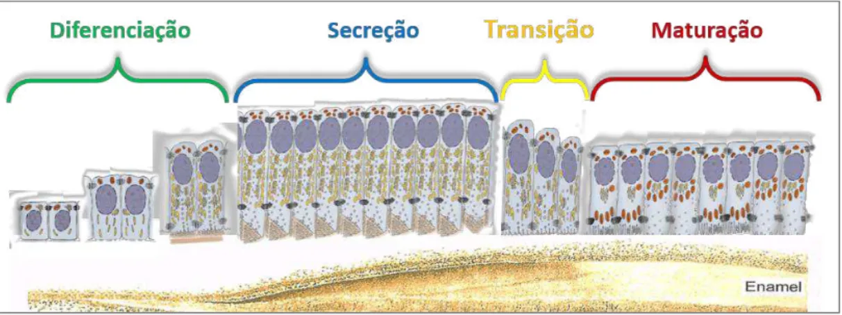 Figura 3. Representação esquemática das diferentes etapas funcionais no ciclo de  vida  de  ameloblastos  durante  a  amelogênse  em  incisivos  de  roedores  (figura  elaborada pelo autor)