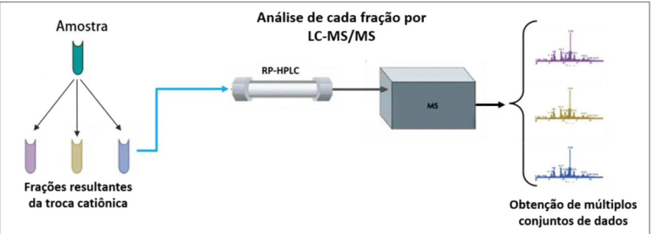 Figura 7. Representação esquemática de uma Cromatografia Líquida Multidimensional  (MDLC) associada a espectrometria de massas