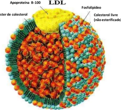 Figura 4- Representação das espécies constituintes de uma lipoproteína de baixa densidade (LDL)