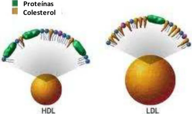 Figura 5 -Ilustração comparativa das espécies constituintes das estruturas do HDL e do LDL