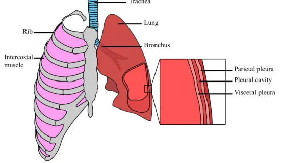 Figure 1.1: Schematic representation of the anatomy of the lungs. Adapted from OpenStaxCollege-Anatomy&amp;Physiology (2013).