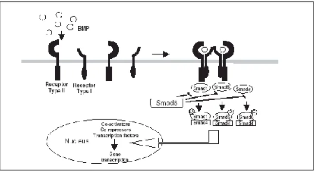Figura 6 - Esquema da sinalização via BMPs.