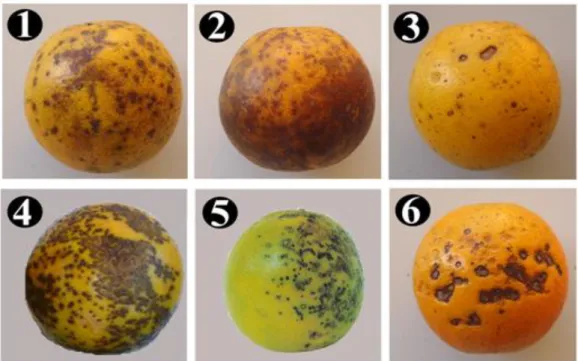 Figura  1.  Sintomas  da  mancha  preta  dos  citros  em  frutos.  (1)  falsa  melanose,  (2)  mancha  trincada,  (3)  mancha  sardenta,  (4)  mancha  rendilhada, (5) mancha dura e (6) mancha virulenta