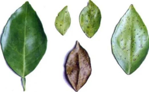 Figura 2. Sintomas da mancha preta dos citros em folhas. Fonte: 