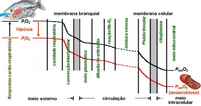 Figura 1. Ilustração da cascata de O 2  em normóxia (linha preta) e hipóxia (linha vermelha)