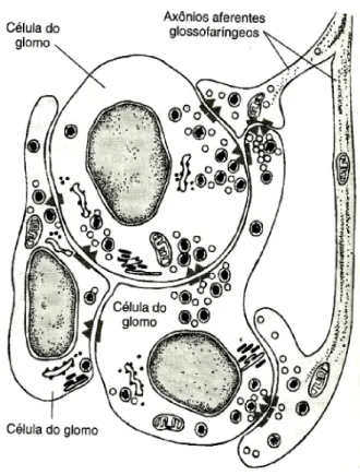 Figura 2. Células tipo I sensíveis ao O 2  do corpo carotídeo de mamíferos (células glomus)