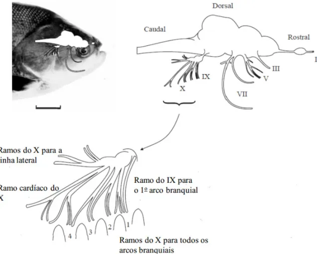 Figura 5. Localização dos nervos cranianos de tambaqui, Colossoma macropomum. Evidência para  origem dos nervos na porção dorsal do encéfalo e a inervação dos arcos branquiais