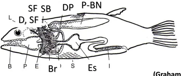 Figura 7. Peixe de respiração aérea generalizado “Aeroespirichthys” ilustrando os ABOs conhecidos  atualmente, incluindo: superfície epitelial modificada dentro da cavidade bucal (Br); (F)  faringeal; esofágica (E); opercular (O), como também nas brânquias