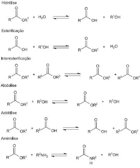 Figura  2.1:  Representação  das  reações  de  hidrólise,  esterificação  e  transesterificação  (acidólise, alcoólise, interesterificação e aminólise) catalisadas por lipases
